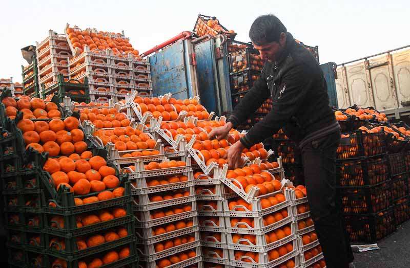 آغاز ذخیره‌سازی ۲۰۰۰ تن سیب و ۳۵۰۰ تن پرتقال شب عید