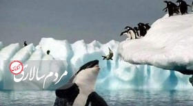 پنگوئن ها در راه ایران