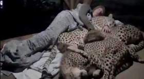 ماجرای ویدیوی یوزپلنگ‌ها و مرد محیط بان چه بود؟