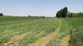 خسارت خشکسالی به کشاورزی لرستان