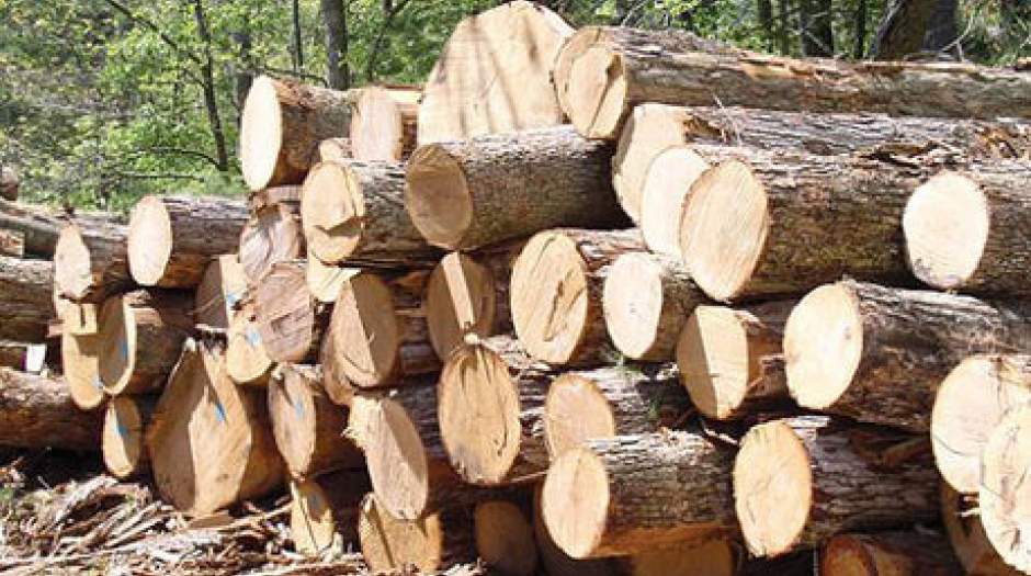 کشف بیش از پنج تن چوب قاچاق در شهریار