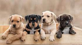 جزییات طرح مجلس برای سگ ها و سایر حیوانات