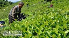 نرخ واردات چای ۵ برابر صادرات