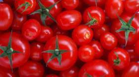 کاهش تب بازار گوجه فرنگی تا ۱۰ روز آینده