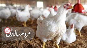 اعلام کاهش قیمت مرغ زنده +جزئیات