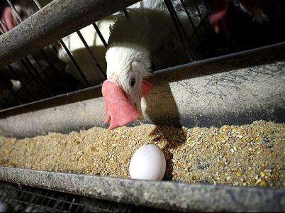 عدم تحویل سوخت به مرغداریها در فصل جوجه ریزی،نگرانیهای مرغداران را افزایش داده است