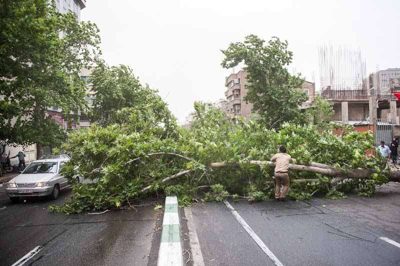 سقوط 180 درخت در طوفان تهران