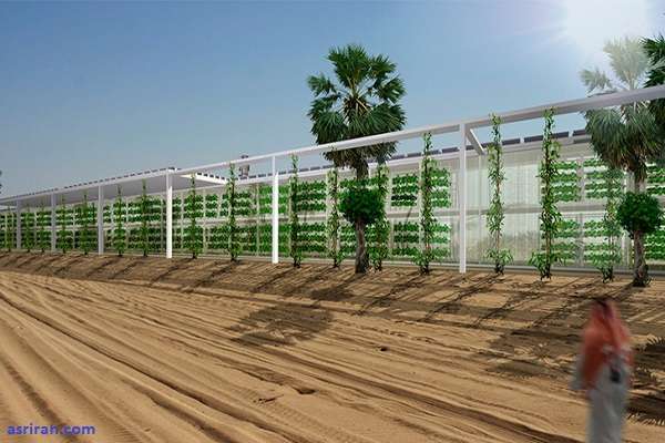 پروژه شرکت اسپانیایی برای تبدیل بیابان های عربستان به قطب کشاورزی جهان