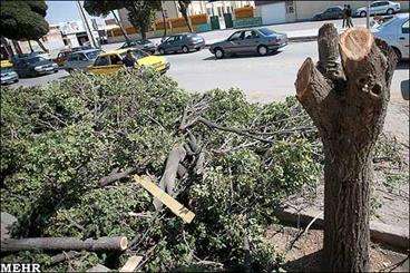 شکایت شهرداری وشورا درخصوص قطع درختان پایتخت
