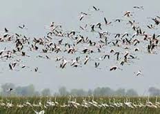 حفاظت از شاهراه مهاجرت پرندگان در معرض انقراض تنها با دو محیط بان