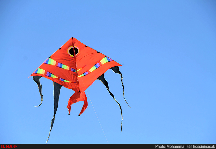 image of kite bird