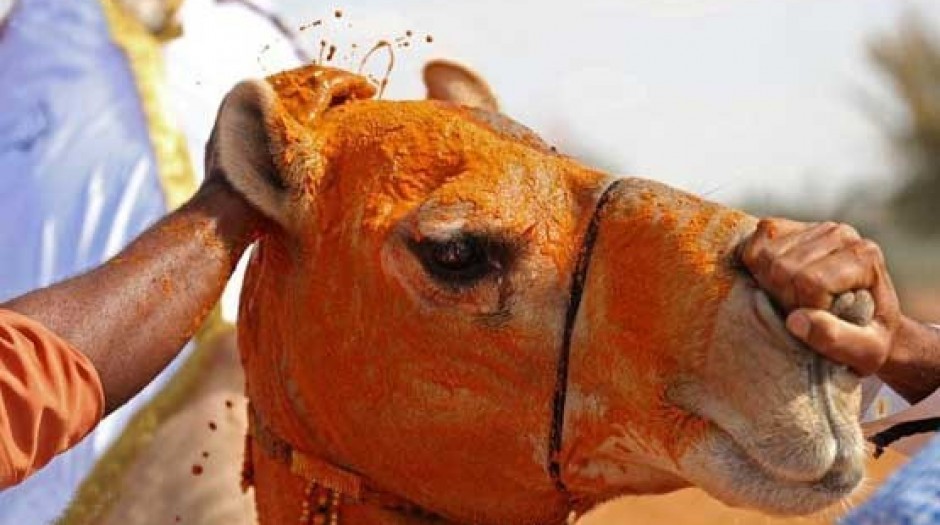 زیباترین شتر امارات متحده عربی