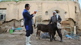 مایه کوبی تب برفکی دام ها در کردستان