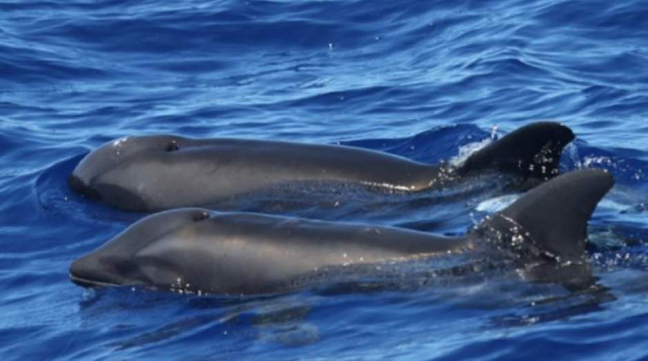 گونه جدید ترکیبی نهنگ-دلفین تایید شد!