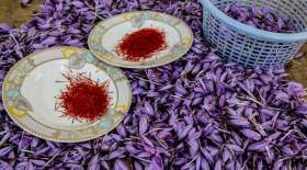 برداشت "طلای سرخ" به روایت تصویر