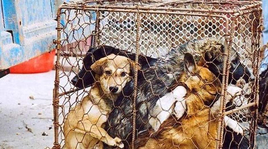 آزار حیوانات بی پناه توسط قماربازان و مجانین