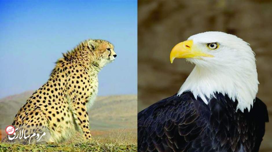 تجربه عقاب آمریکایی برای نجات یوز ایرانی