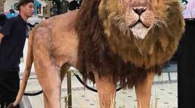 "کیک" های غول پیکر به روایت تصویر