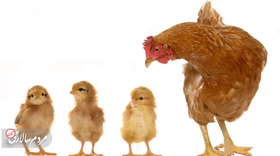 افزایش 100 درصدی نرخ جوجه و 20 درصدی نرخ مرغ در یک‌ ماه