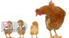 افزایش 100 درصدی نرخ جوجه و 20 درصدی نرخ مرغ در یک‌ ماه