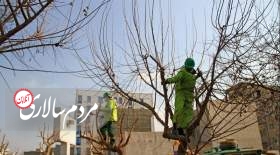 ویژگی های هرس درختان در مناطق شهری