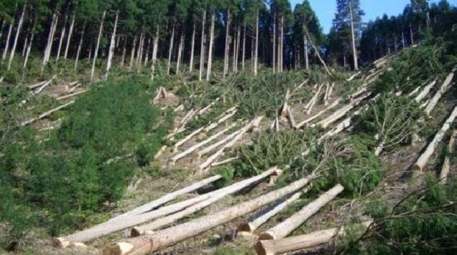 نابودی ۶ نوع جنگل در ایران