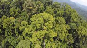 بلندترین درخت گرمسیری جهان