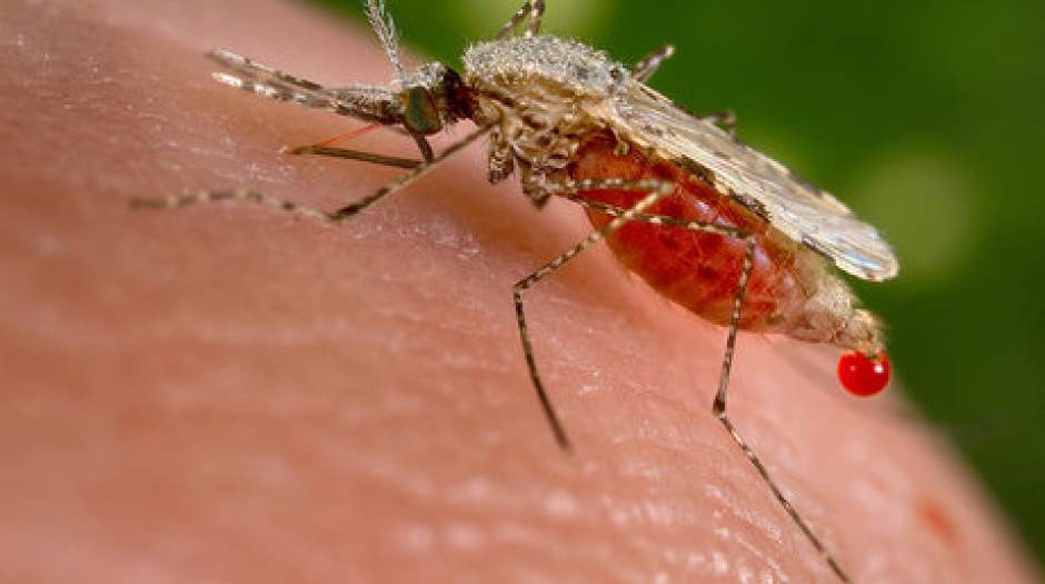 دلیل انتقال مالاریا به ایران چیست؟