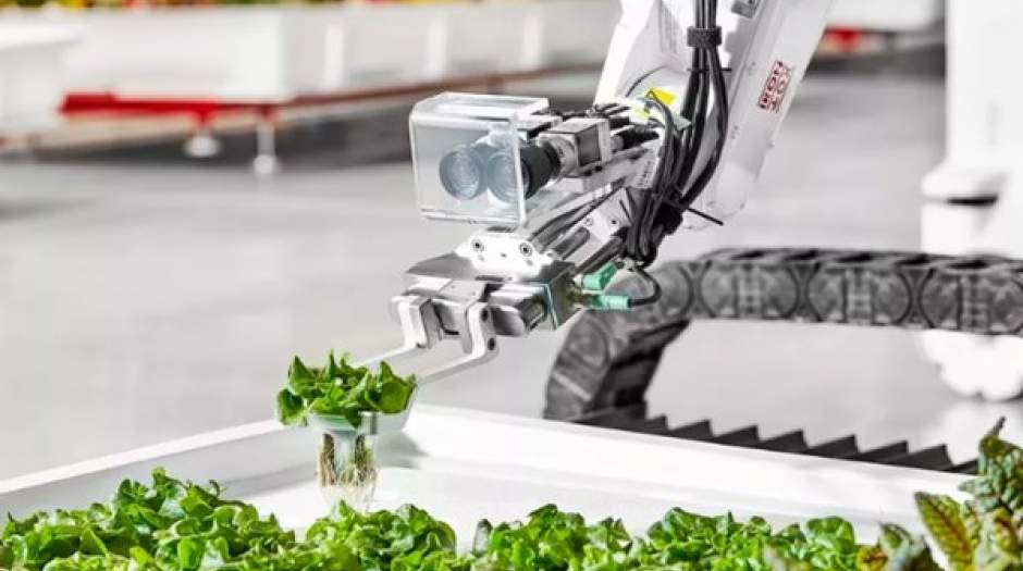 رباتی که سبزیجات می کارد
