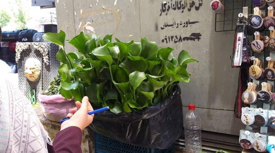 فروش گیاه سرطان‌زا در تهران+عکس