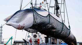 آغاز صید تجاری "نهنگ" توسط ژاپن  <img src="/images/picture_icon.gif" width="16" height="13" border="0" align="top">