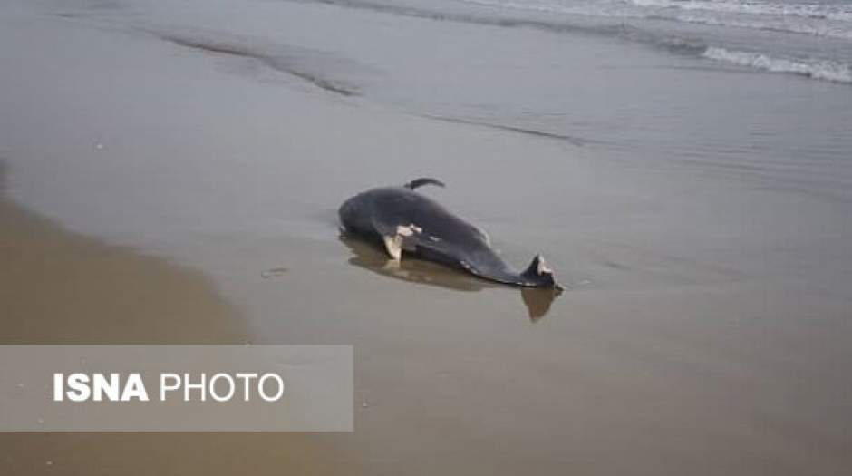 لاشه یک دلفین در ساحل جاسک پیدا شد