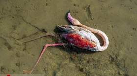 مرگ مشکوک ۲۰۰۰ پرنده مهاجر درمیانکاله