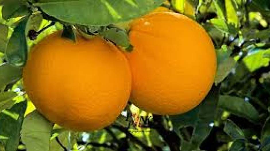 فیلم: می‌ترسم پرتقال هم دوقطبی شود!