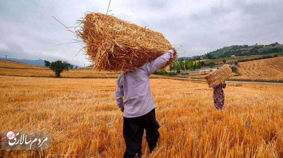 افزایش قیمت گندم مانع حضور دلالان در بازار