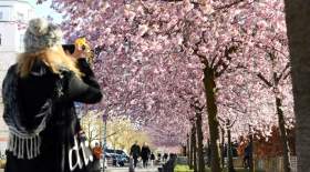 بهشت شکوفه های گیلاس