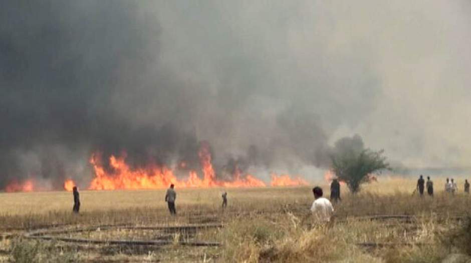 ۱۵۰ هکتار از مزارع گندم چرام در آتش سوخت