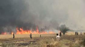 ۱۵۰ هکتار از مزارع گندم چرام در آتش سوخت