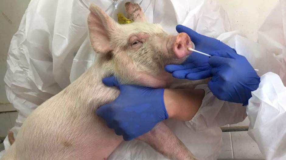 احتمال وجود نوع جدید آنفلوانزای خوکی در چین