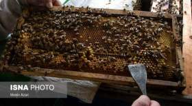 ایران، رتبه چهارم تولید عسل در دنیا