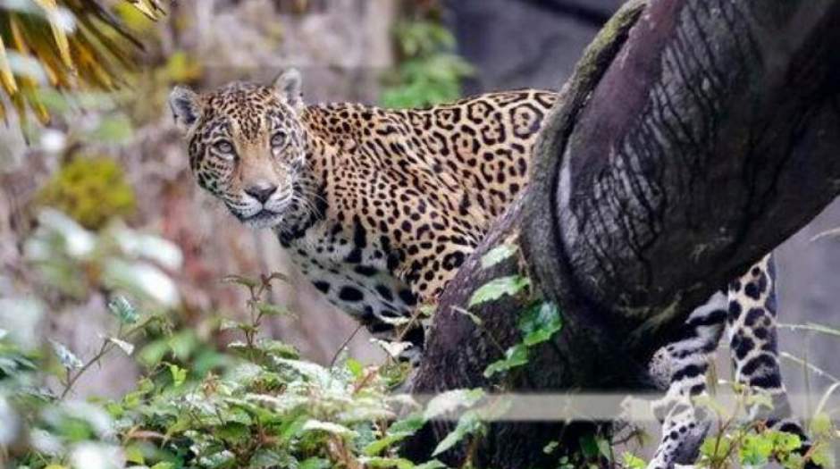 کشتن یک یوزپلنگ درحال انقراض برای ناهار