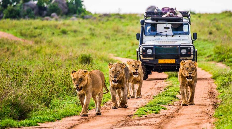 بحران در صنعت گردشگری حیات وحش آفریقا
