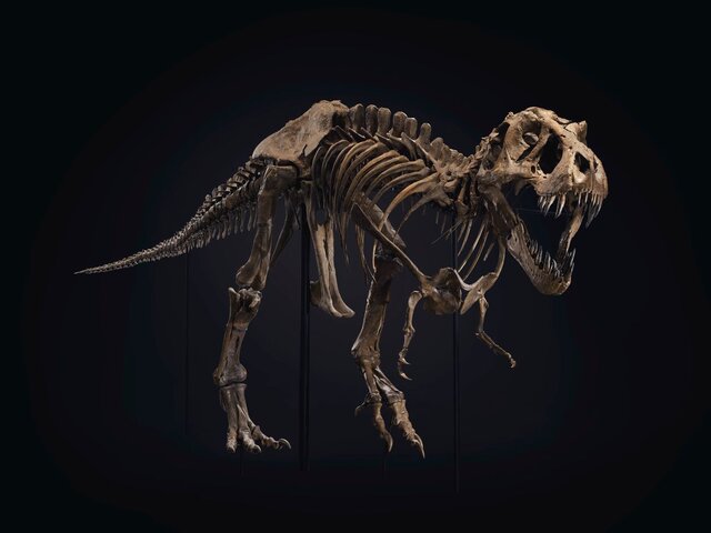اسکلت یک دایناسور رکورد حراج را زد