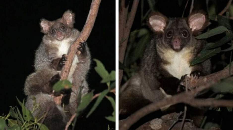 کشف دو  گونه جدید پستاندار در استرالیا