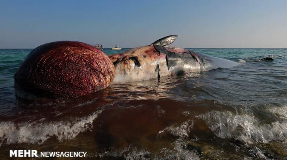 ابهام در علت مرگ دومین نهنگ ساحل کیش