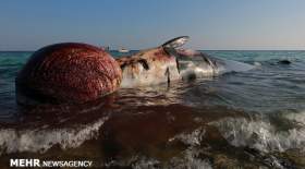 ابهام در علت مرگ دومین نهنگ ساحل کیش