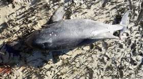 کشف لاشه یک دلفین در بندرخمیر