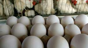مرغ و تخم‌مرغ؛ معضل جدید سفره مردم!