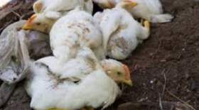 هشدار شیوع آنفولانزای مرغی در سیستان وبلوچستان