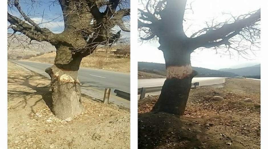 قتل ویردار، درخت ۴۵۰ ساله‌ی لرستان